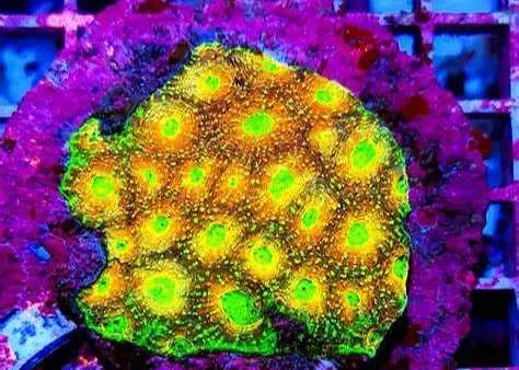 Acanthastrea Echinta Indo - Acanthastrea spp