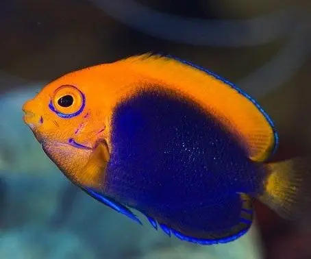 African Pygmy Angel fish - centropyge acanthops
