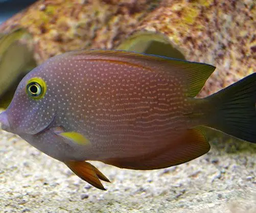 Spotted Yellow eye Tang - M/L 