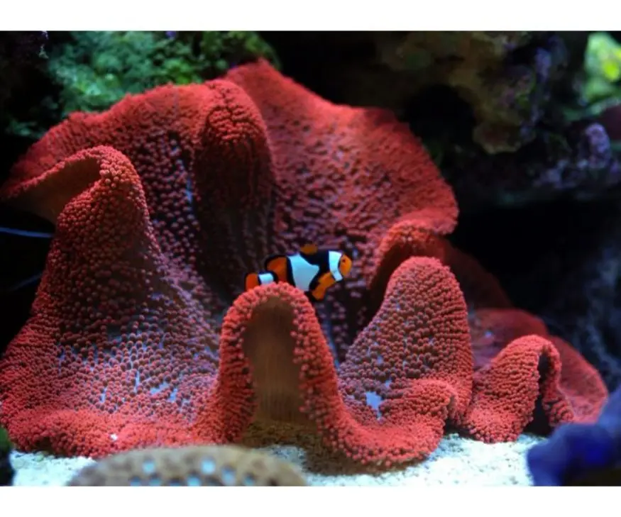 Red Carpet Anemone(Short) - Stichodactyla Sp