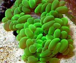 Bubble Metalic green - Plerogyra Sinuosa