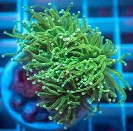 Green Torch Tip Mix - Euphyllia glabrescens M