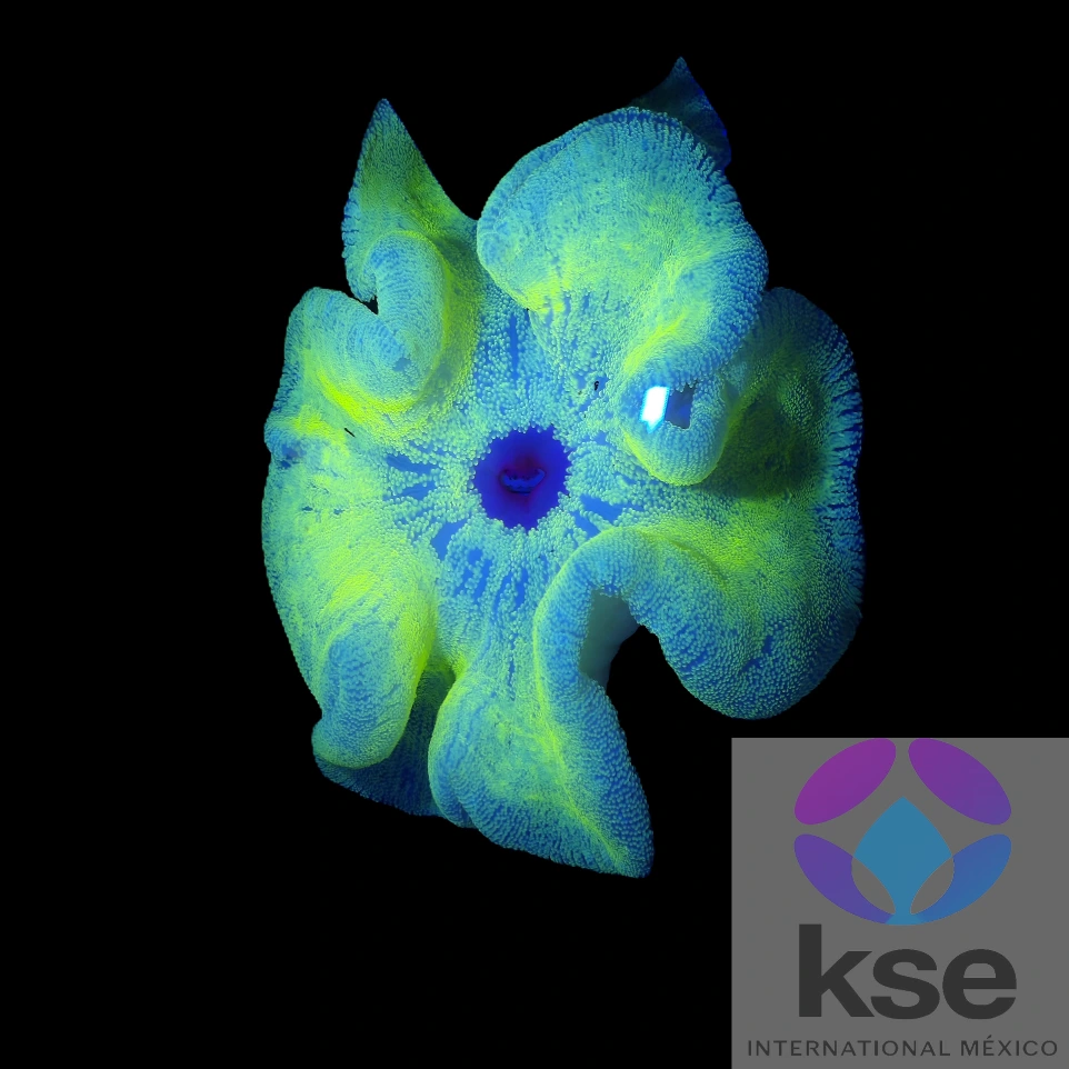 Yellow carpet anemona